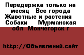 Передержка только на месяц - Все города Животные и растения » Собаки   . Мурманская обл.,Мончегорск г.